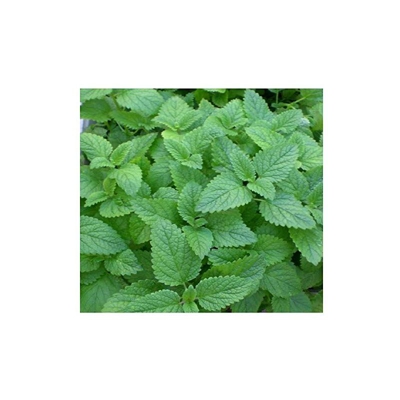 Semi di limone Premier EE-ZC7L-102R Premier Marrow Seeds (confezione da 250)