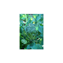 'Semi di broccoli bio Premier ''Waltham 29'' Premier Seeds Direct ORG025 (confezione da 800 pezzi)' precio