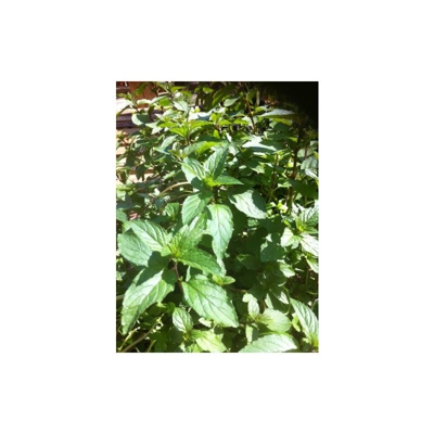 Premier Seeds Direct - Menta piperita - 0,25 gm circa 3300 semi