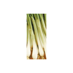 ORG080 Semi di cipolle bianche biologiche di Lisbona (confezione da 1500) - Premier Seeds Direct en oferta