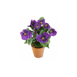 viola del pensiero finta con terriccio artificiale a vista - Closer2nature en oferta