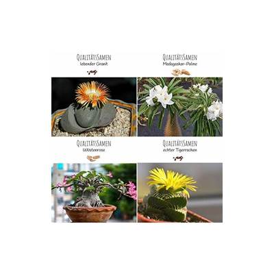 Semi di cactus esotici con alto tasso di germinazione - Set di semi succulenti per il tuo bel cactus fiorito (set di 4 semi mix)