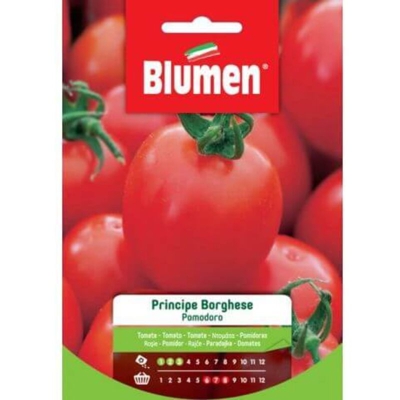 Blumen Pomodoro Principe Borghese