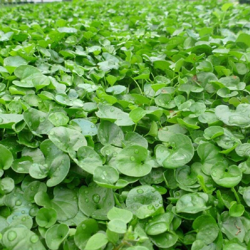 Semi sementi di prato dichondra dicondra repens per giardino sempreverde 453 gr precio