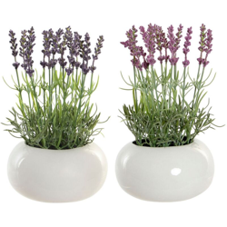 Pianta Decorativa DKD Home Decor Lavanda Rosa Polietilene Dolomite Lilla (17 x 17 x 27 cm) (2 pcs) precio