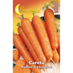 Hortus Sementi - SEMI ORTO CAROTA DI CHIOGGIA características