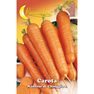 Hortus Sementi - SEMI ORTO CAROTA DI CHIOGGIA