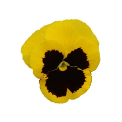 Magnani Sementi - Semi di Viola del Pensiero Gialla en oferta