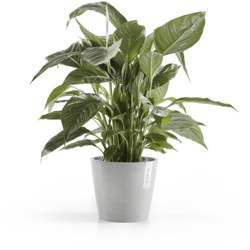 Vaso Amsterdam grigio chiaro 20cm - Ecopots características