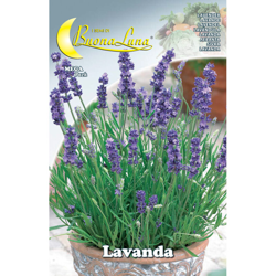 Hortus Sementi - SEMI ORTO LAVANDA en oferta