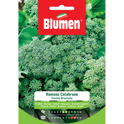Blumen Cavolo Broccolo Ramoso Calabrese precio
