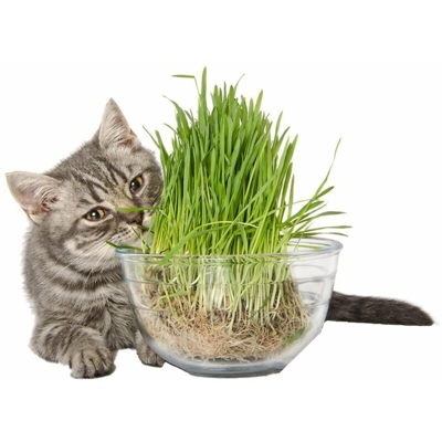 Larosa - Semi seeds erba per gatti busta bustina semi erba per gatto seeds cat cats