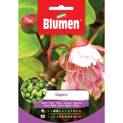 Blumen Cappero