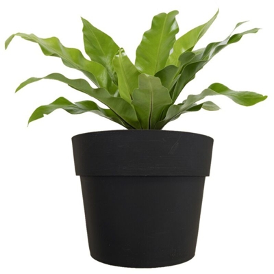 Vaso magnetico - diam. 15 cm per verde verticale Antracite