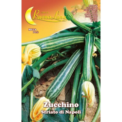 Hortus Sementi - SEMI ORTO ZUCCHINO STRIATO NAPOLI precio