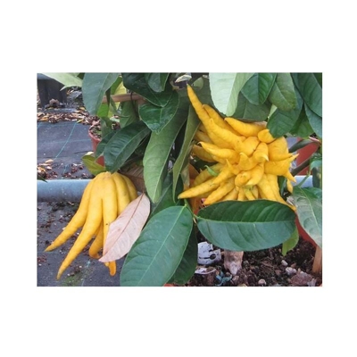 Cedro Mano di Budda Cespuglio