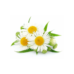 Semi di camomilla - larosa 140587 precio