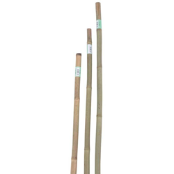 Canna bamboo 150 h cm precio