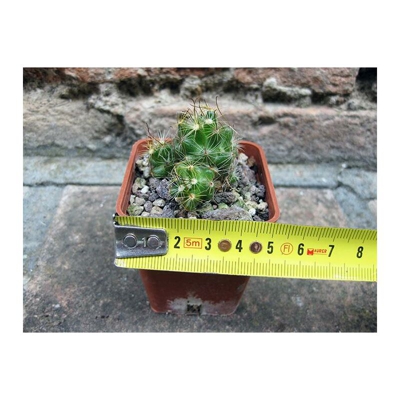 Geosism&nature S.a.s.di Barani Simone&c. - Mammillaria surculosa 4 cm, cactus, pianta grassa