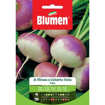 Blumen Rapa Da Milano A Colletto Viola