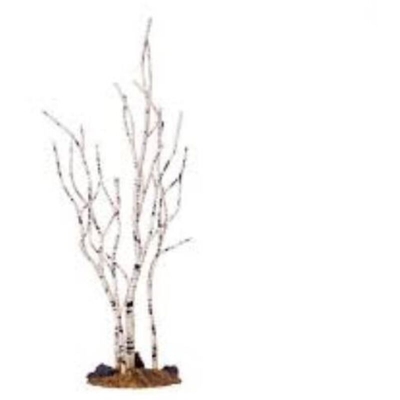 Birch Tree, Medium
