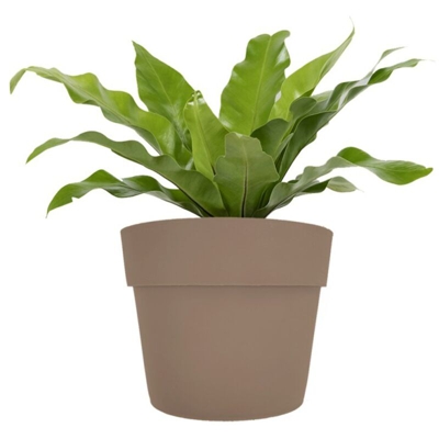 Vaso magnetico - diam. 15 cm per verde verticale Tortora