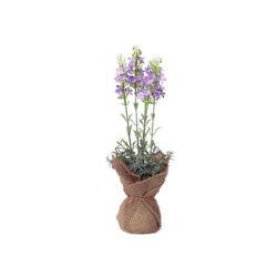 Pianta Decorativa 119596 (37 cm) en oferta
