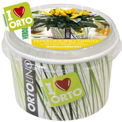 Ortolino Peperoncino Giallo características