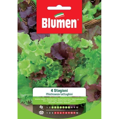Blumen Misticanza Di Lattughini 4 Stagioni
