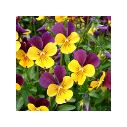 Magnani Sementi - Semi di Viola Cornuta en oferta