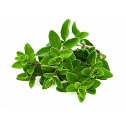 Semi maggiorana selvatica sativa officinale aromatica pianta orto características