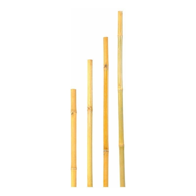 Canna bamboo h 120 cm, 10-12 mm, mazzo 4 pz