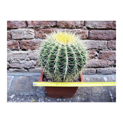 Geosism&nature S.a.s.di Barani Simone&c. - Echinocactus grusonii 25 cm, cactus, pianta grassa características
