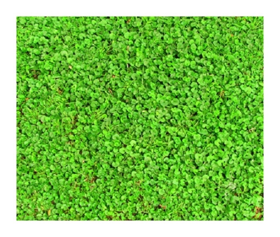 Sementi di Prato Dicondra repens 500 grammi zorzi