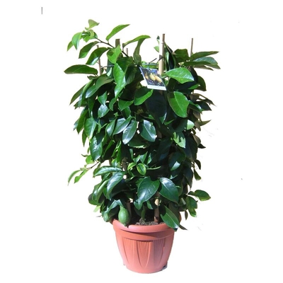 Clementine a Cerchio H90