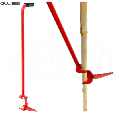 Piantacanne - Pianta Canne Bambu