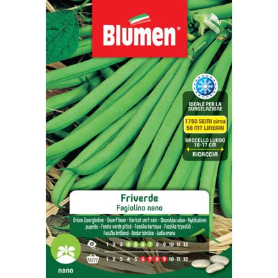 Blumen Fagiolini Nani Friverde