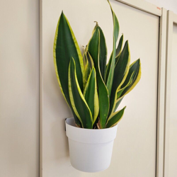 Vaso magnetico - diam. 15 cm per verde verticale Bianco precio