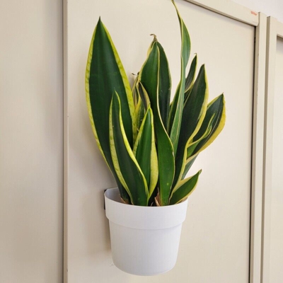 Vaso magnetico - diam. 15 cm per verde verticale Bianco