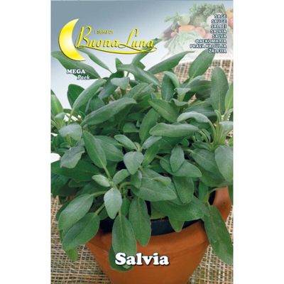 Hortus Sementi - SEMI ORTO SALVIA