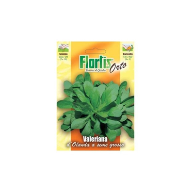 Valeriana D'Olanda A Seme Grosso
