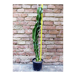 Geosism&nature S.a.s.di Barani Simone&c. - Euphorbia eritrea 80 cm, cactus, pianta grassa en oferta