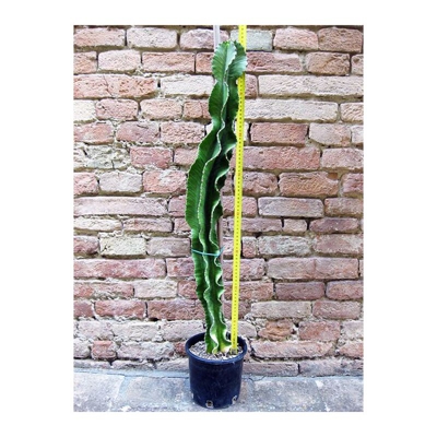 Geosism&nature S.a.s.di Barani Simone&c. - Euphorbia eritrea 80 cm, cactus, pianta grassa