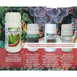 Kit Magnifiche Piante Grasse precio