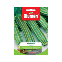 Blumen Zucchino Romanesco características