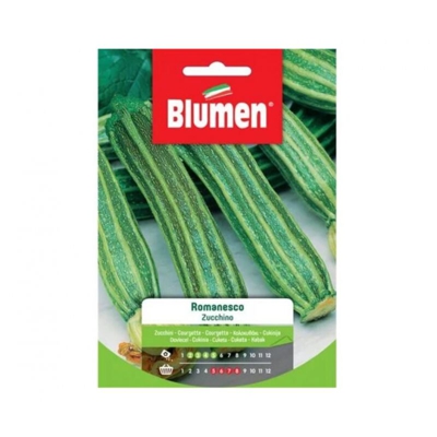 Blumen Zucchino Romanesco