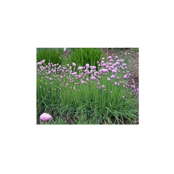 Semi di erba cipollina cipollina italiana Premier Seeds Direct HRB11 (confezione da 800 pezzi) características