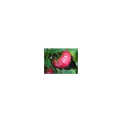 Il pomodoro Premier Seeds Direct Soldaki contiene 100 semi en oferta