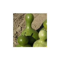 "Semi di zucca Premier Seeds Direct GOR03 ""Big Bottle"" (confezione da 12)" en oferta