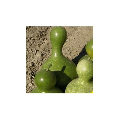 "Semi di zucca Premier Seeds Direct GOR03 ""Big Bottle"" (confezione da 12)"